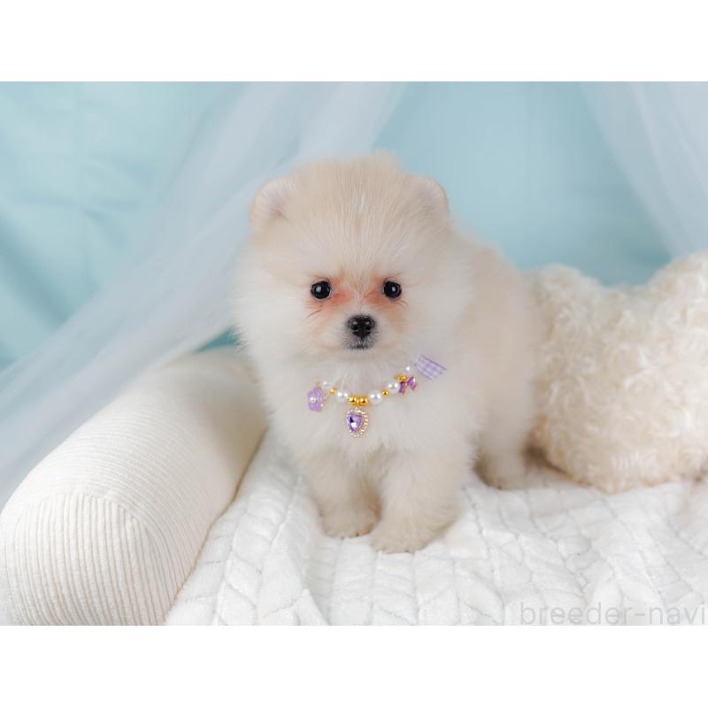 販売中の神奈川県のポメラニアン-442069の6枚目