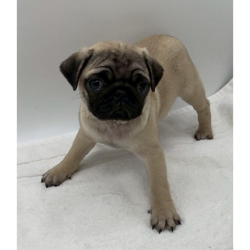 販売中の静岡県のパグ-442067の6枚目