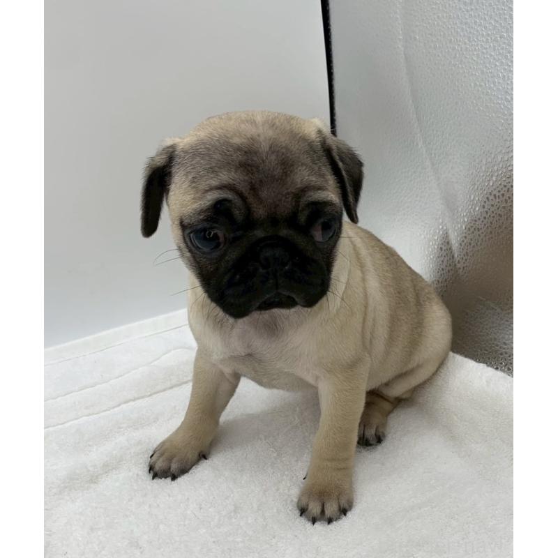 販売中の静岡県のパグ-442067の5枚目