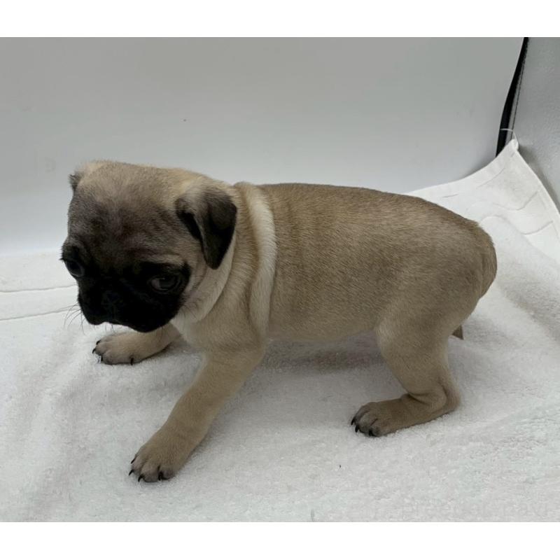 販売中の静岡県のパグ-442067の4枚目