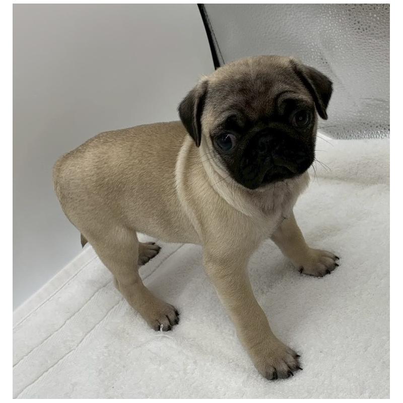 販売中の静岡県のパグ-442067の3枚目