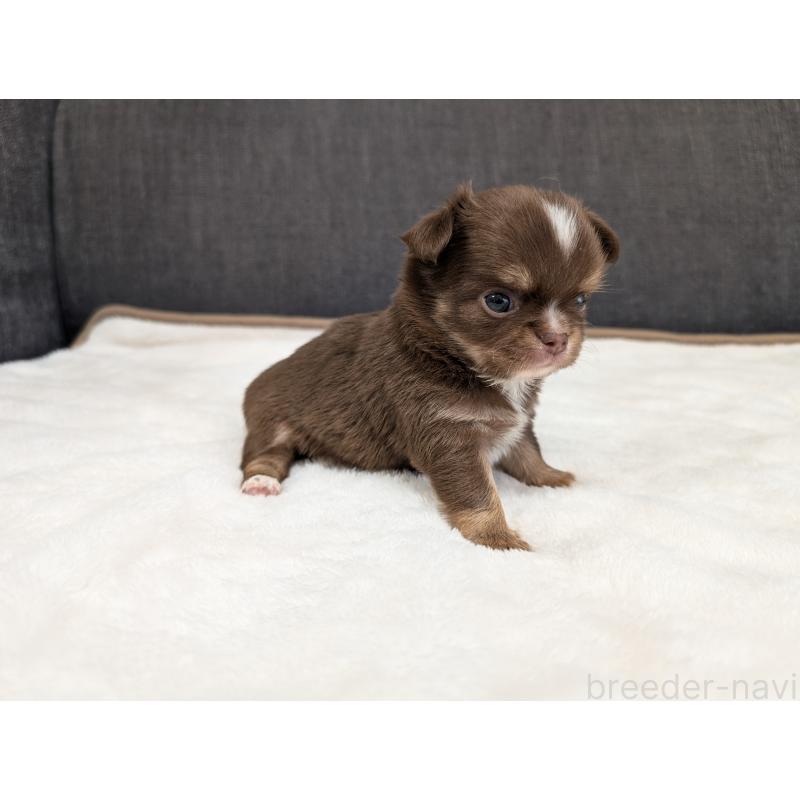 販売中の愛知県のチワワ(ロングコート)-442068の3枚目