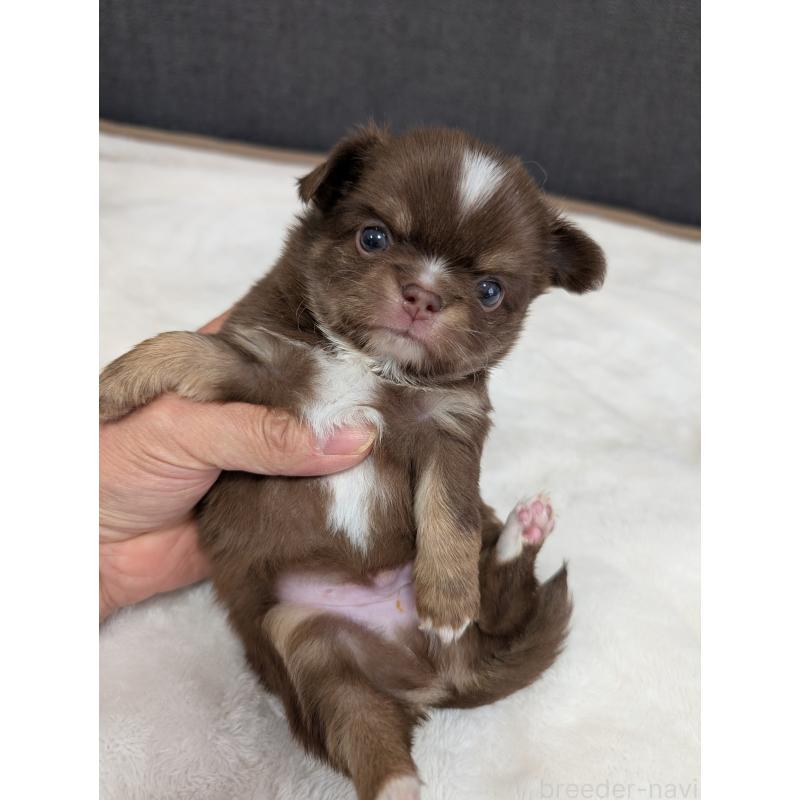 販売中の愛知県のチワワ(ロングコート)-442068の2枚目