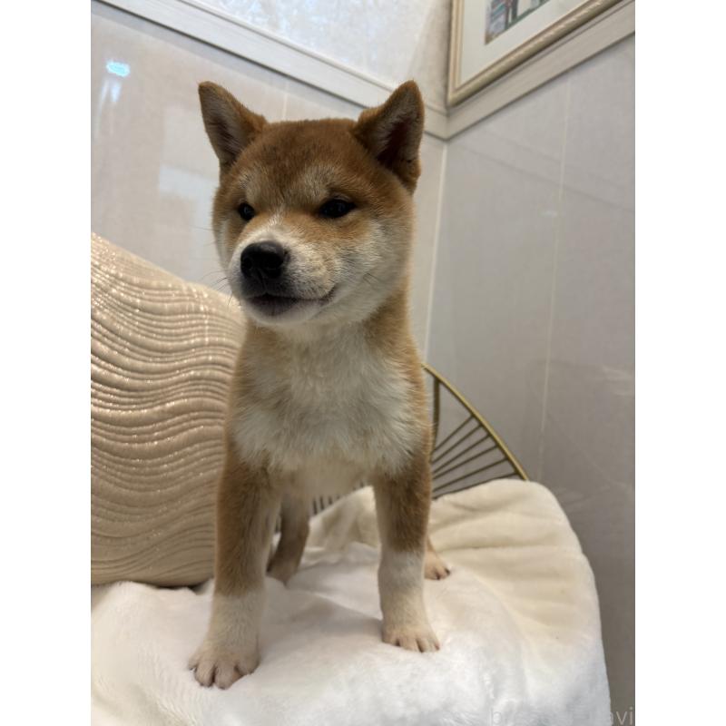 販売中の神奈川県の柴犬-442072の9枚目