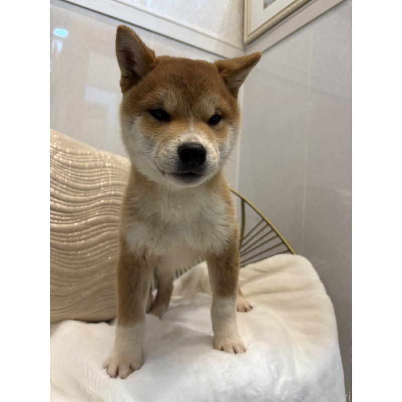 販売中の神奈川県の柴犬-442072の8枚目