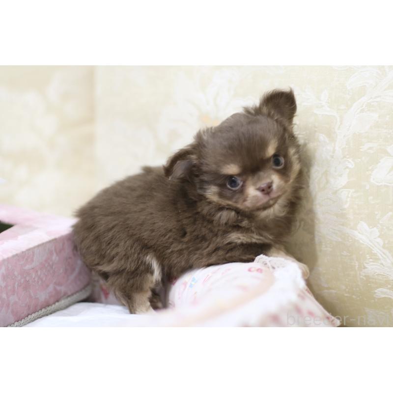 販売中の兵庫県のチワワ(ロングコート)-442081の4枚目