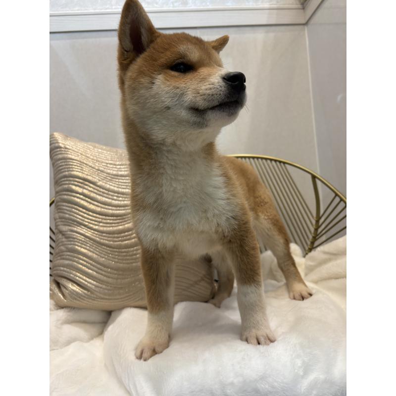 販売中の神奈川県の柴犬-442072の7枚目