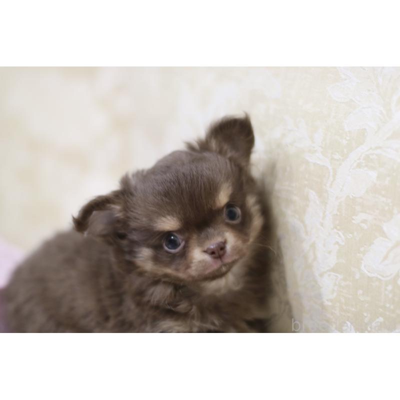 販売中の兵庫県のチワワ(ロングコート)-442081の3枚目