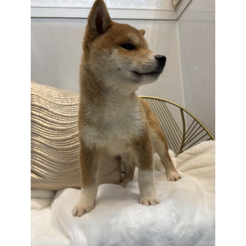 販売中の神奈川県の柴犬-442072の6枚目