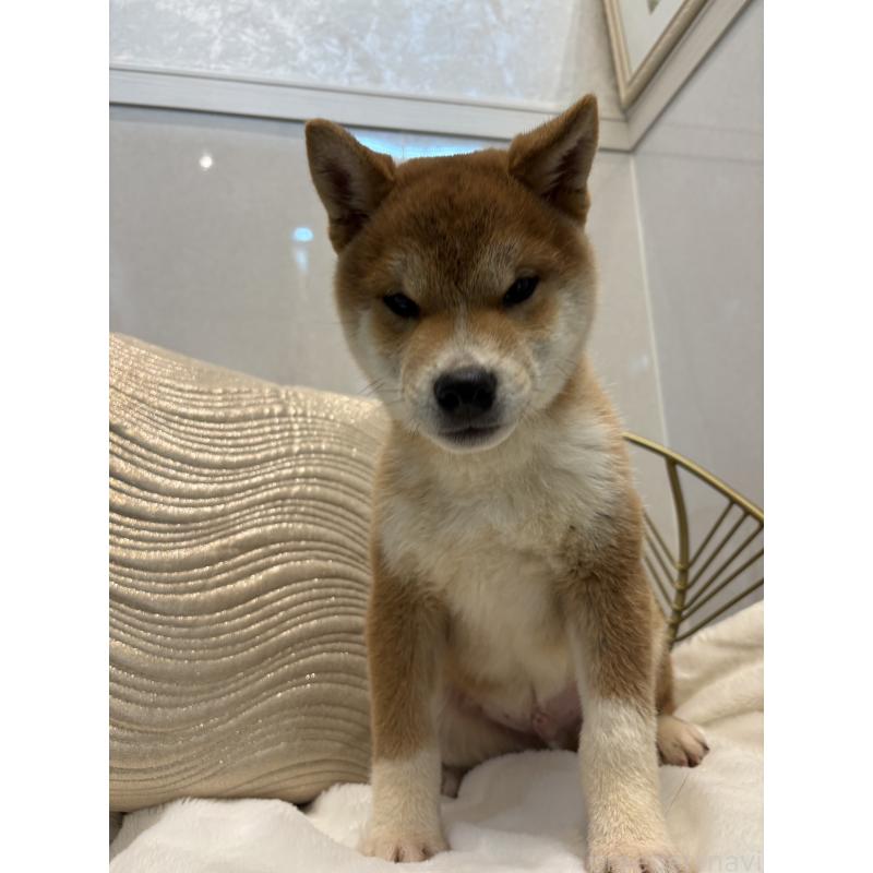 販売中の神奈川県の柴犬-442072の5枚目