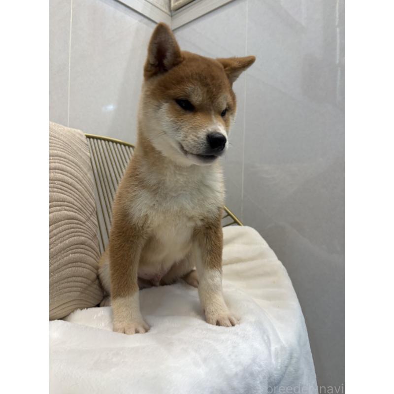 販売中の神奈川県の柴犬-442072の4枚目