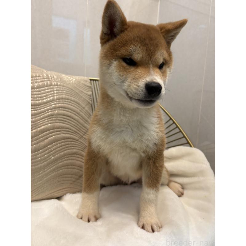 販売中の神奈川県の柴犬-442072の3枚目