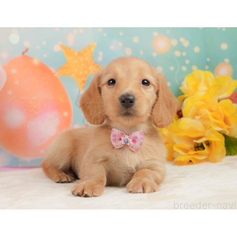 販売中の静岡県のチワックス:チワワ×ミニチュアダックスフンド-442071の9枚目