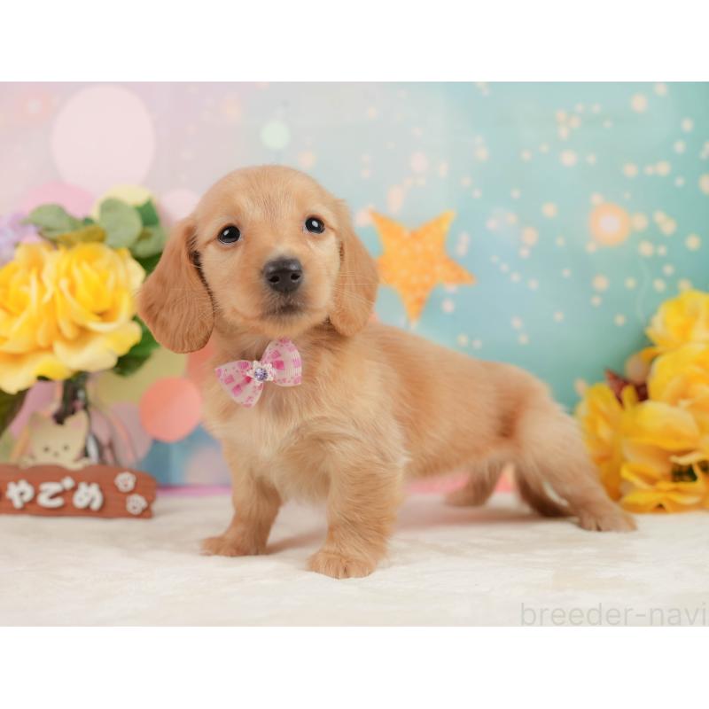 販売中の静岡県のチワックス:チワワ×ミニチュアダックスフンド-442071の8枚目