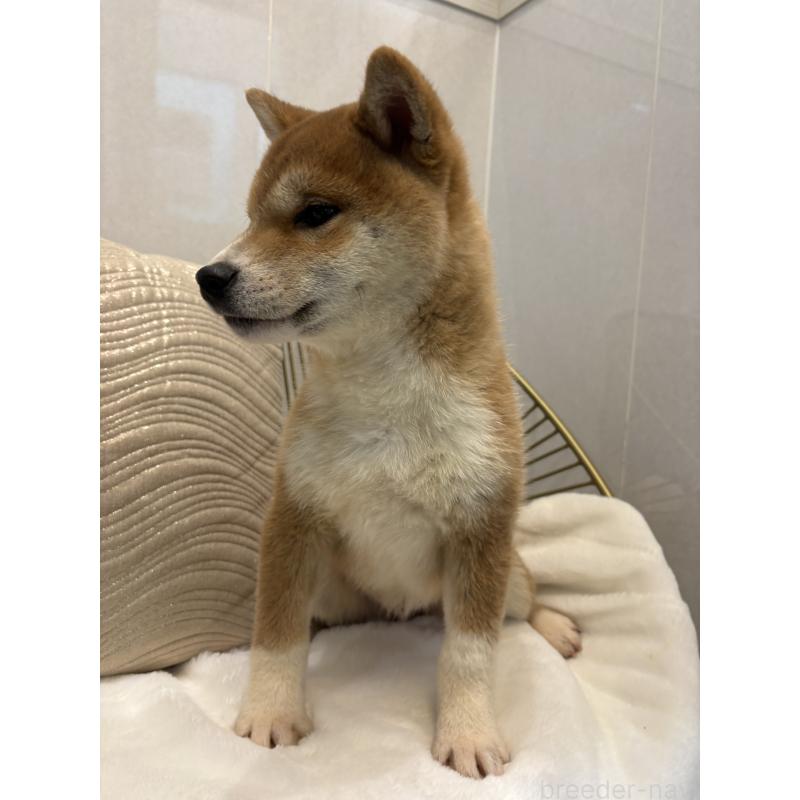 販売中の神奈川県の柴犬-442072の2枚目