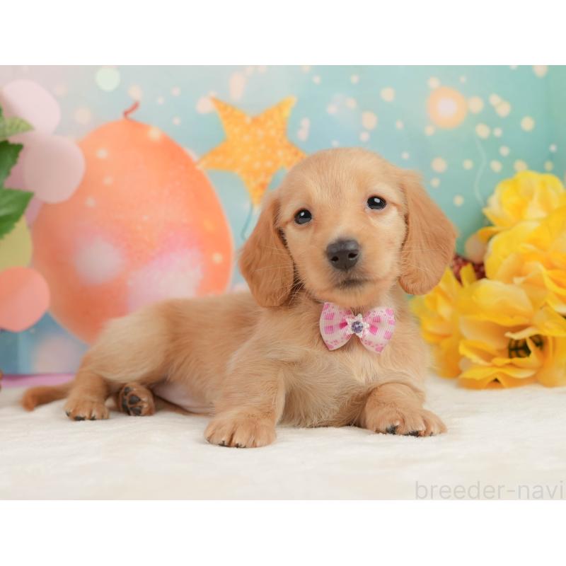 販売中の静岡県のチワックス:チワワ×ミニチュアダックスフンド-442071の5枚目