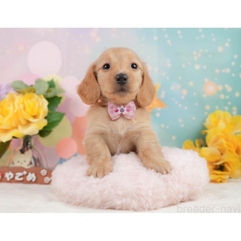 販売中の静岡県のチワックス:チワワ×ミニチュアダックスフンド-442071の4枚目