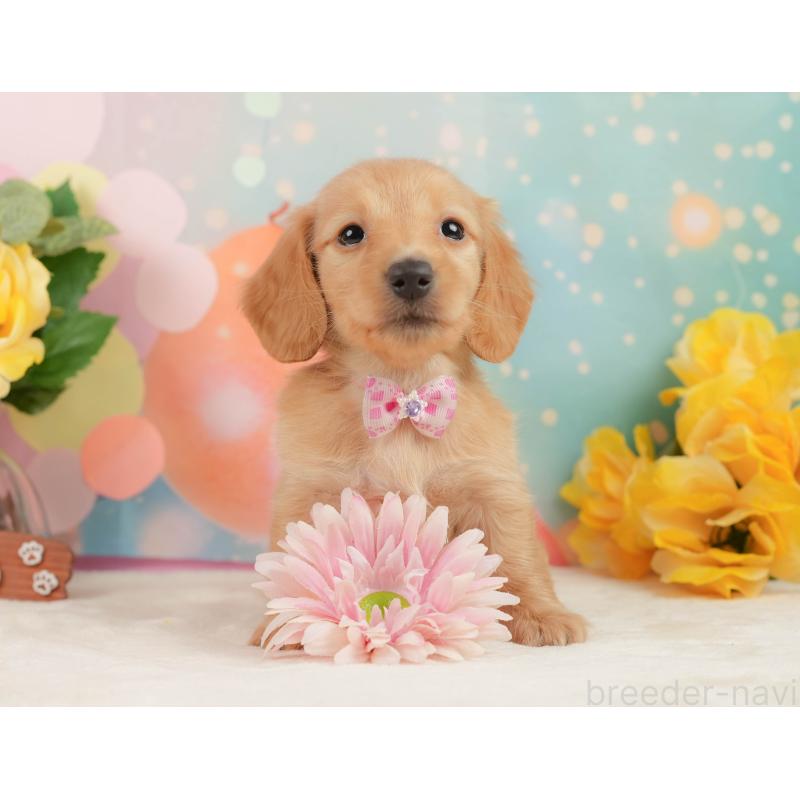 販売中の静岡県のチワックス:チワワ×ミニチュアダックスフンド-442071の3枚目