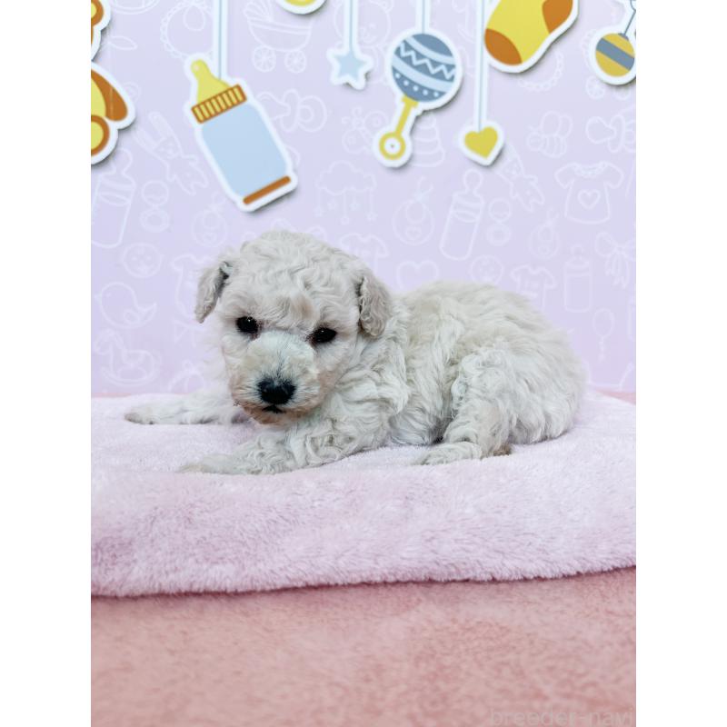 販売中の東京都のトイプードル-442076の6枚目