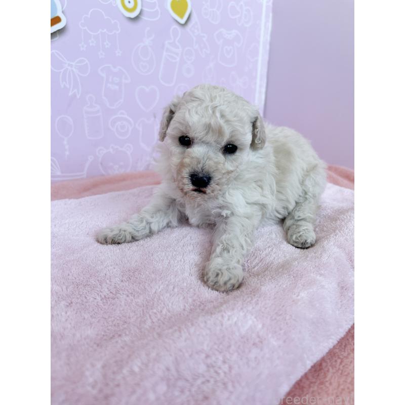 販売中の東京都のトイプードル-442076の5枚目