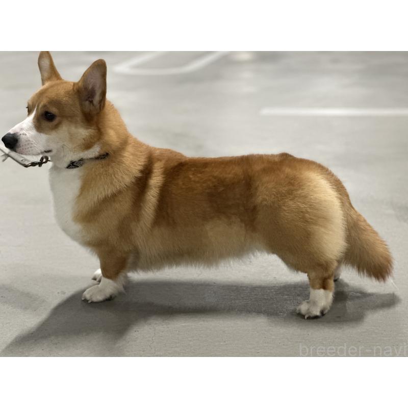 アトラスくん1枚目