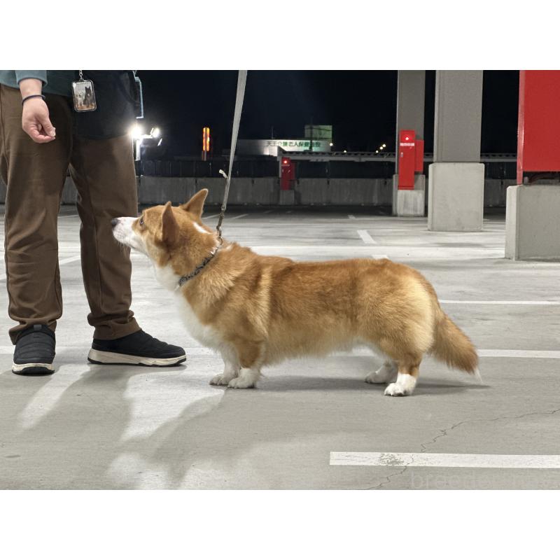 アトラスくん1枚目