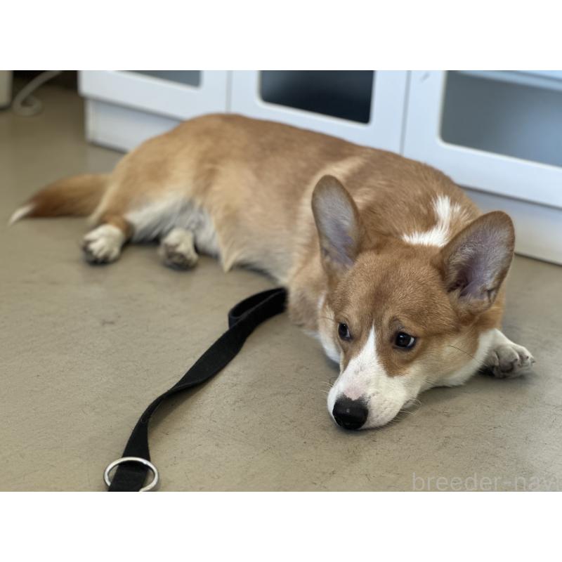 アトラスくん1枚目