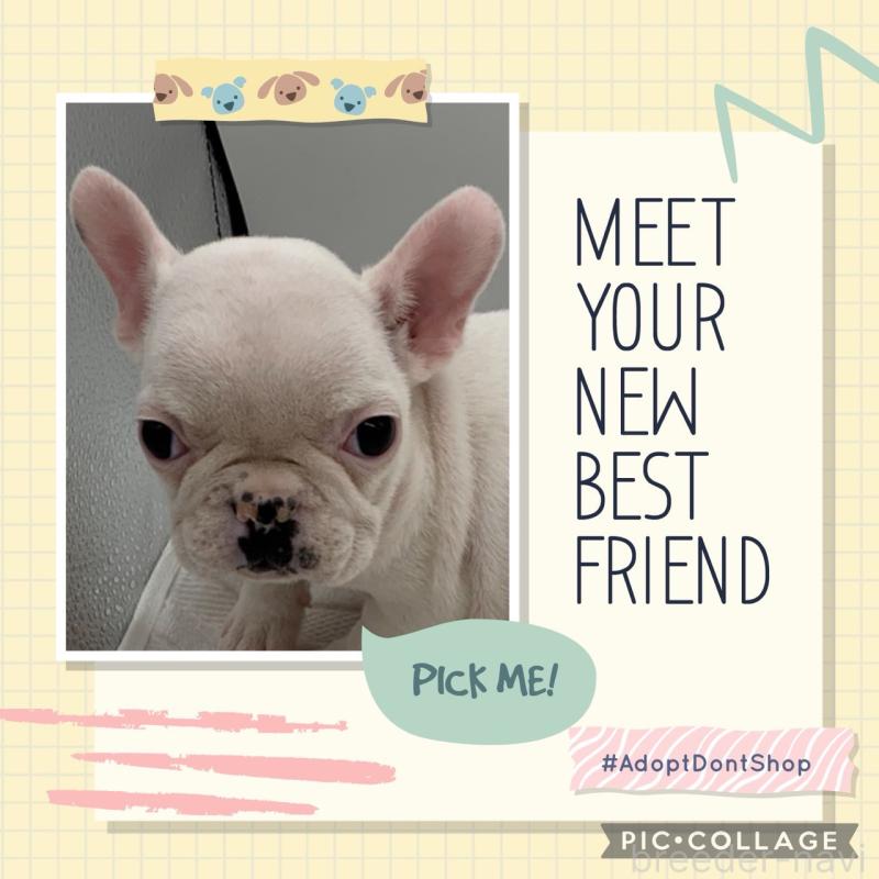 販売中の静岡県のフレンチブルドッグ-442074