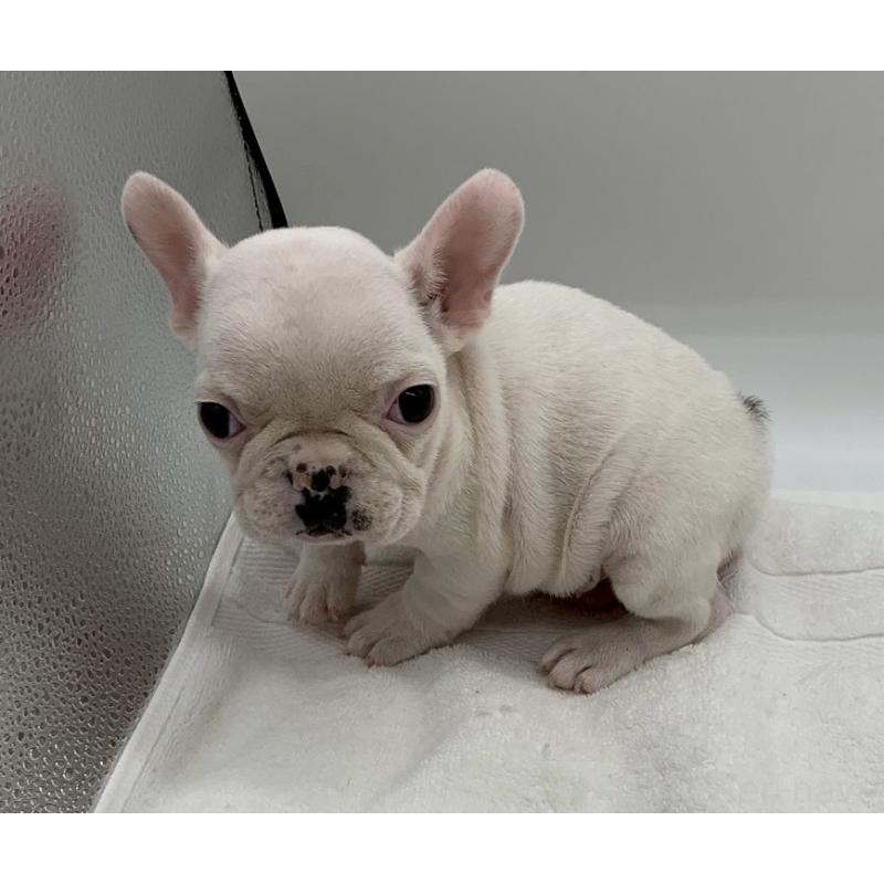 販売中の静岡県のフレンチブルドッグ-442074の5枚目