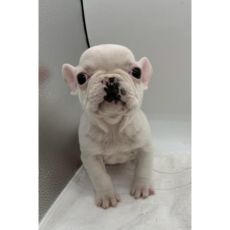 販売中の静岡県のフレンチブルドッグ-442074の6枚目