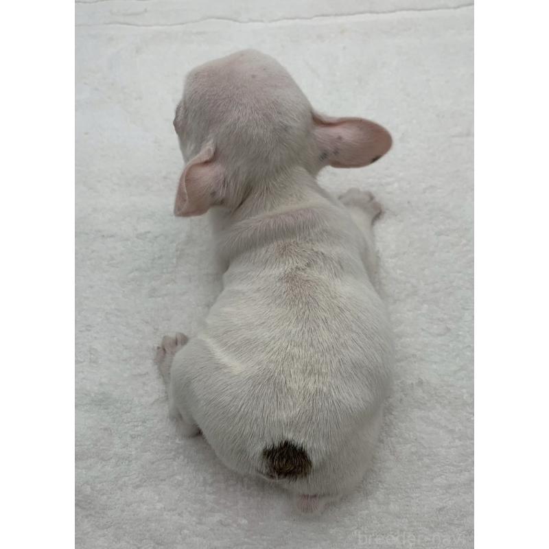 販売中の静岡県のフレンチブルドッグ-442074の3枚目