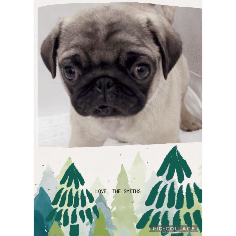 販売中の静岡県のパグ-442075