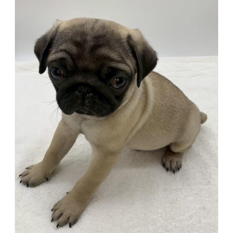 販売中の静岡県のパグ-442075の4枚目