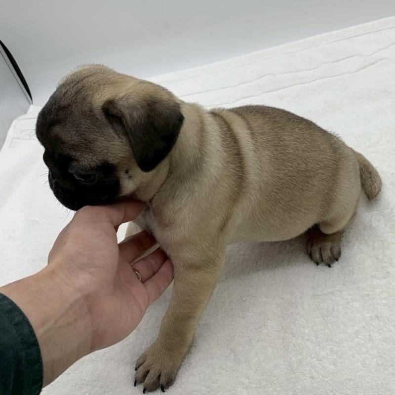 販売中の静岡県のパグ-442075の3枚目