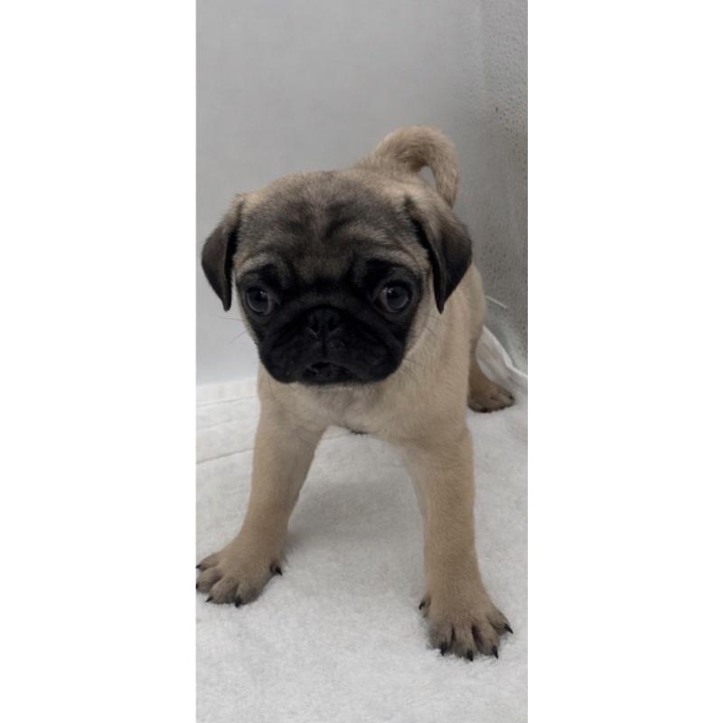 販売中の静岡県のパグ-442075の2枚目