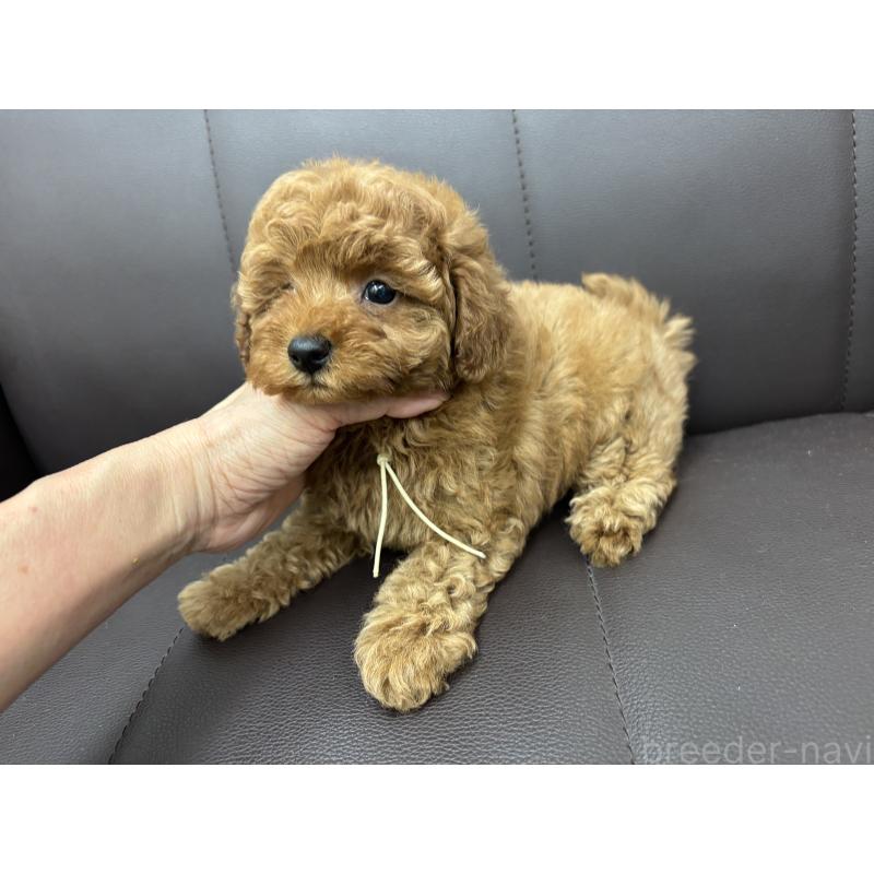 販売中の神奈川県のタイニープードル-442078の3枚目