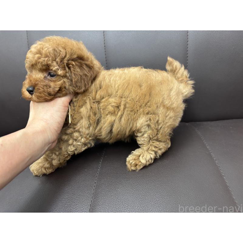 販売中の神奈川県のタイニープードル-442078の2枚目
