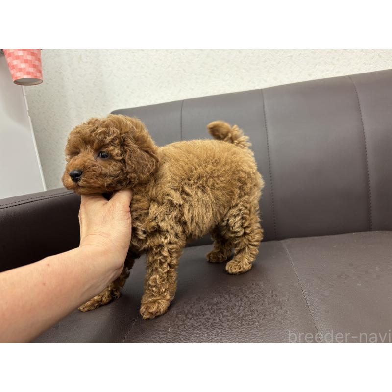 販売中の神奈川県のタイニープードル-442085の4枚目