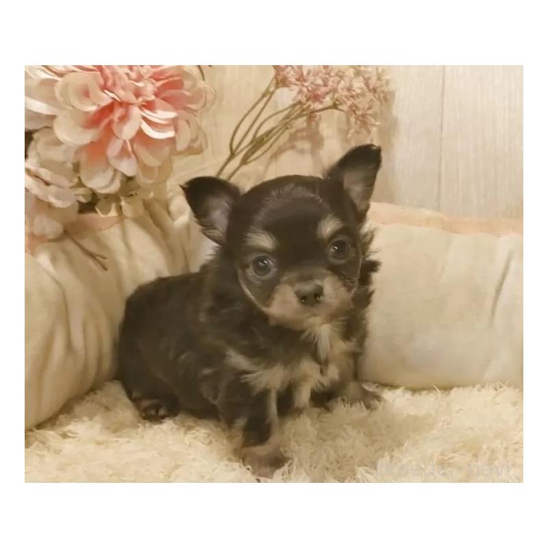 販売中の愛知県のチワワ(ロングコート)-442080の7枚目