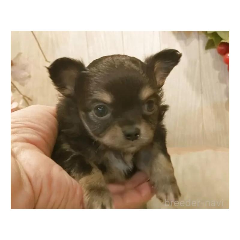 販売中の愛知県のチワワ(ロングコート)-442080の6枚目