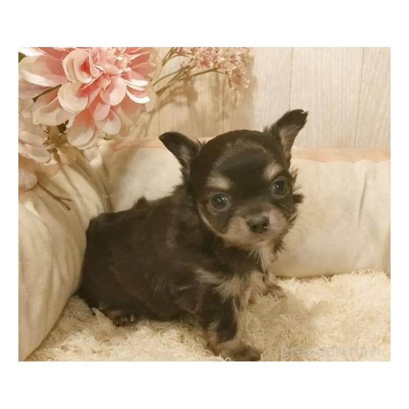 販売中の愛知県のチワワ(ロングコート)-442080の5枚目