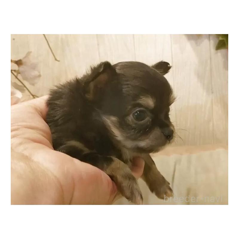 販売中の愛知県のチワワ(ロングコート)-442080の4枚目