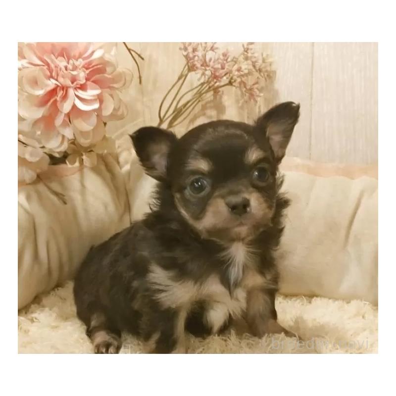 販売中の愛知県のチワワ(ロングコート)-442080の3枚目