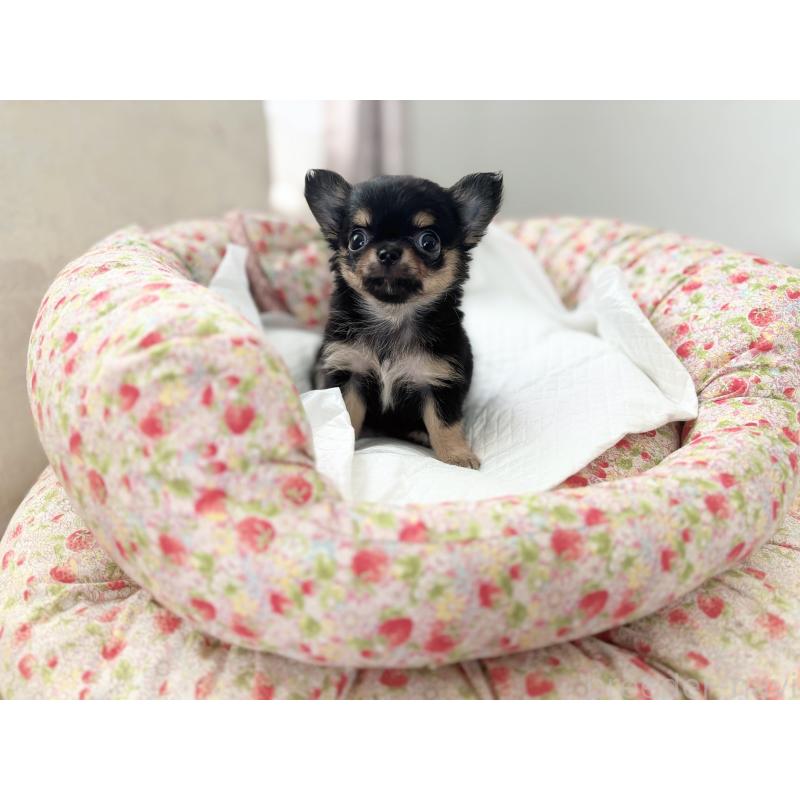 セナちゃん1枚目