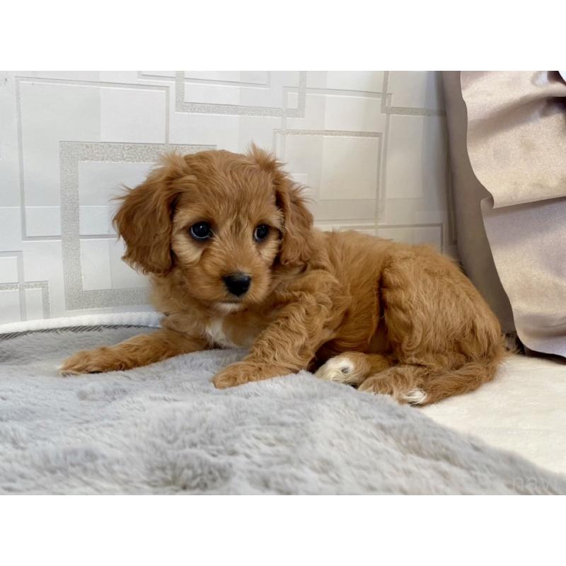 販売中の福岡県のキャバプー:キャバリア×トイプードル-431058の17枚目