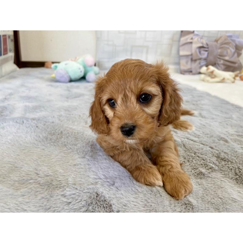 販売中の福岡県のキャバプー:キャバリア×トイプードル-431058の16枚目