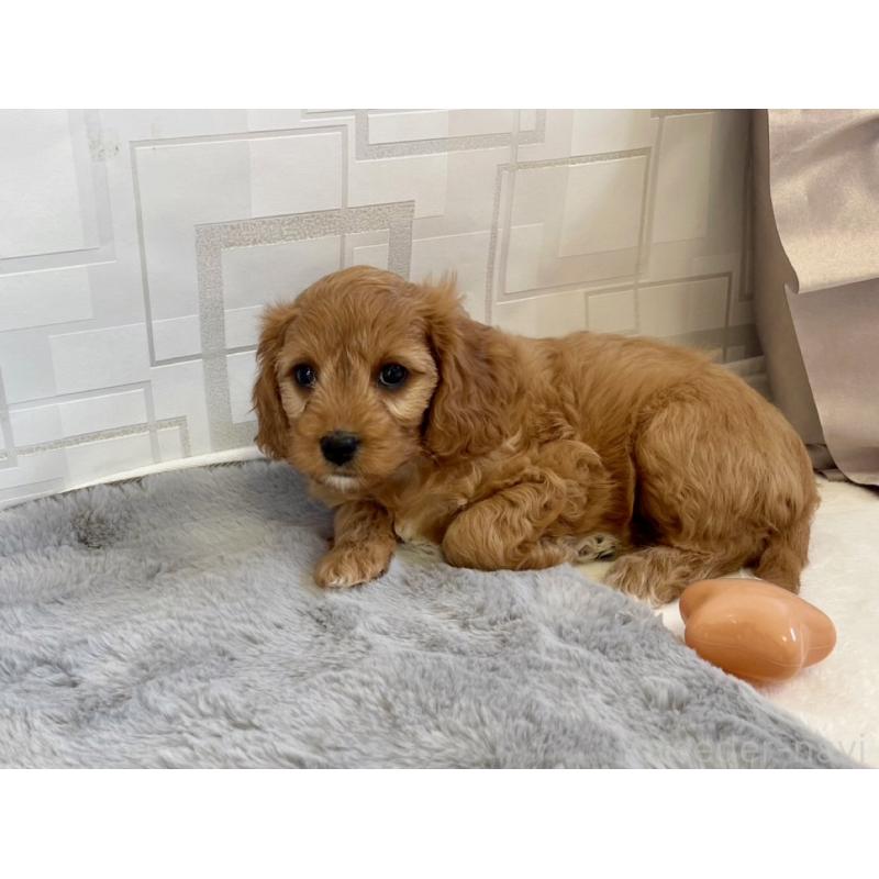 販売中の福岡県のキャバプー:キャバリア×トイプードル-431058の15枚目