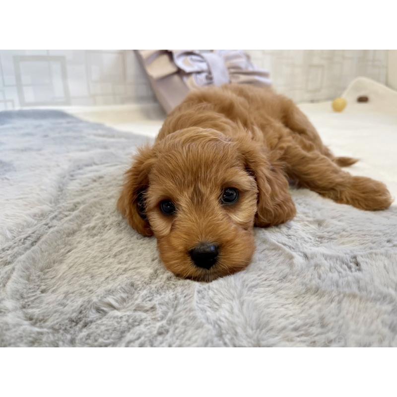 販売中の福岡県のキャバプー:キャバリア×トイプードル-431058の14枚目