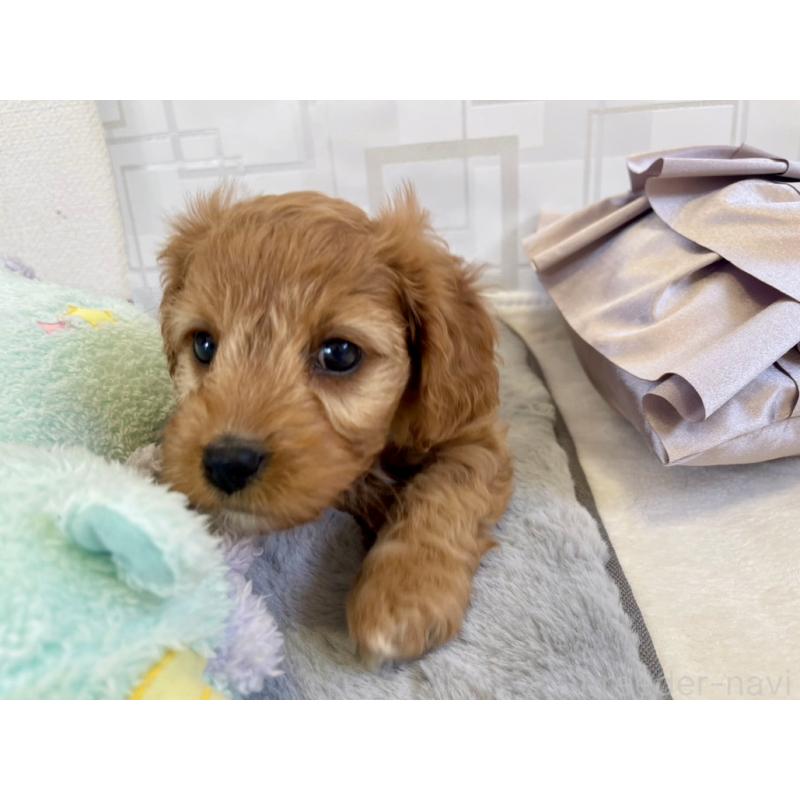 販売中の福岡県のキャバプー:キャバリア×トイプードル-431058の13枚目