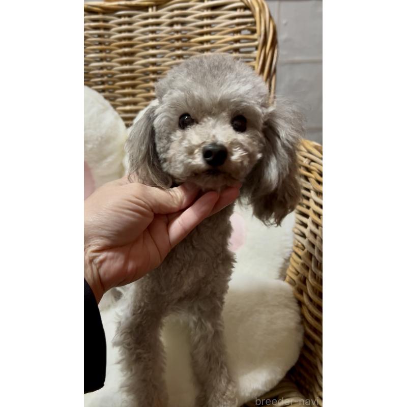 販売中の三重県のタイニープードル-442086の5枚目